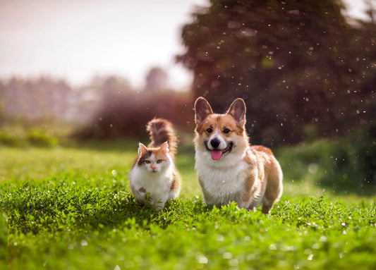 What Are Essential Items for New Pet Owners? The Ultimate Essential Items for New Pet Owners Checklist