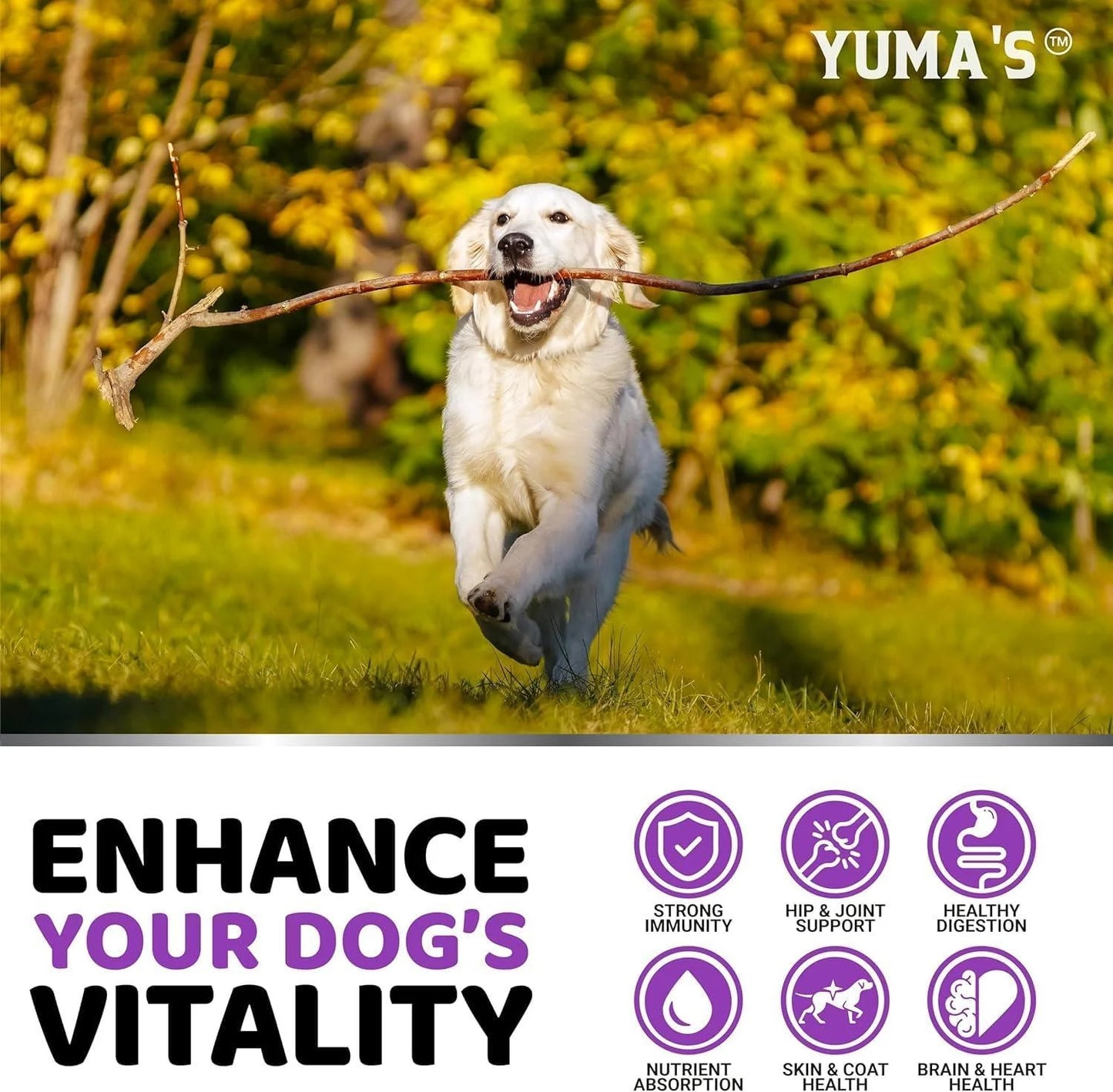 (2 Pack) Multivitamin Treats for Dogs Made in USA