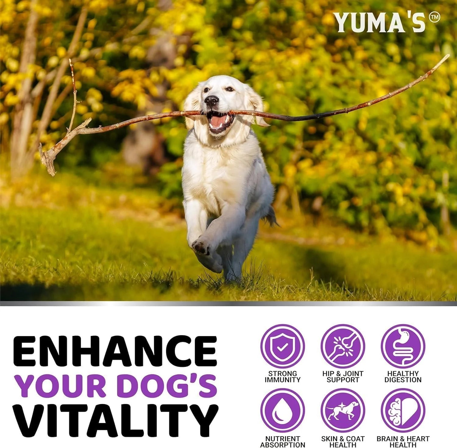 (2 Pack) Multivitamin Treats for Dogs Made in USA